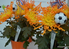 De kweker die deze nu naar de veiling brengt, moet er toch een leuk prijsje voor kunnen vangen!